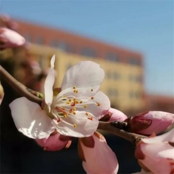 云赏春（二）｜曹职繁花似锦，静待学子归来