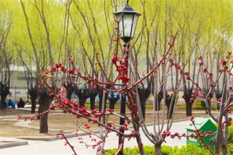 迁西职教中心：一个学生的校园